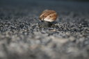 gal/cro 08/_thb_small-IMG_4880.JPG